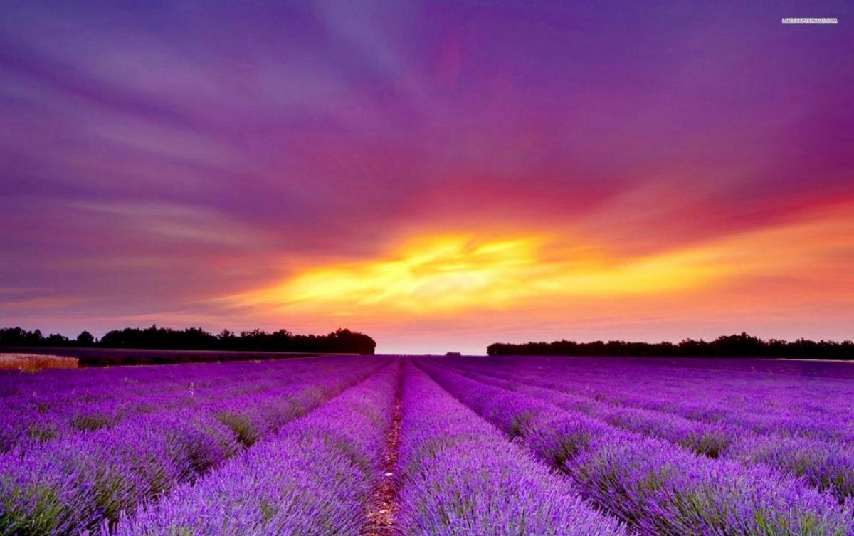 Lavender wallpaper awesome lavender field amp purple sunset wallpapers for you of lavender wallpaper